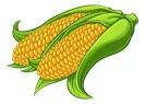maize
