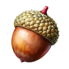 acorn