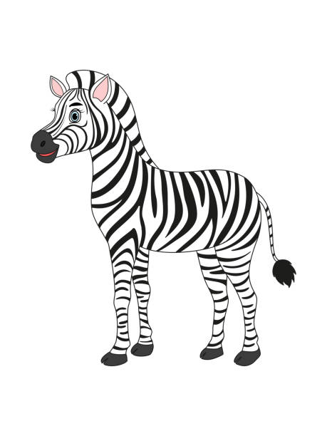 zebra