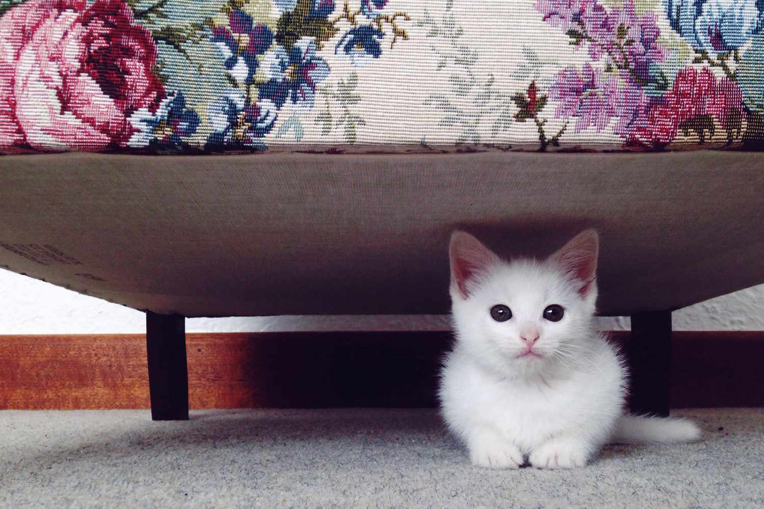 The Lost Kitten Image