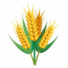 Wheat